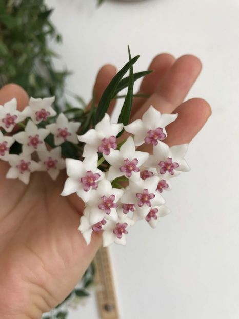 received_2156329004402035 - Aaa plante de hoya sectiunea incepatori