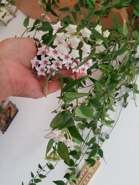  - Aaa plante de hoya sectiunea incepatori