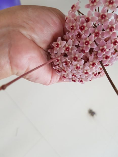  - Aaa plante de hoya sectiunea incepatori