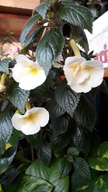  - R20 - Santiano Improved