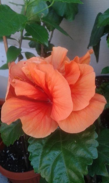 Panorama - HIBISCUS