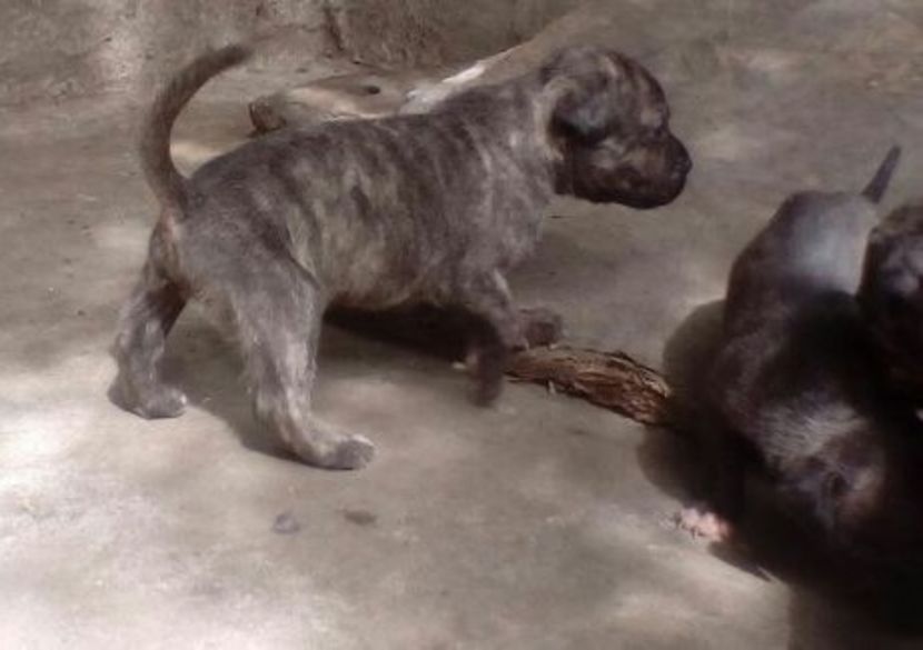  - Vand pui Amstaff Giurgiu schimb