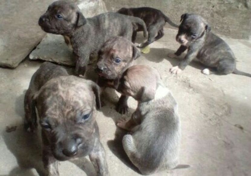  - Vand pui Amstaff Giurgiu schimb