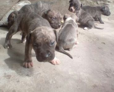  - Vand pui Amstaff Giurgiu schimb