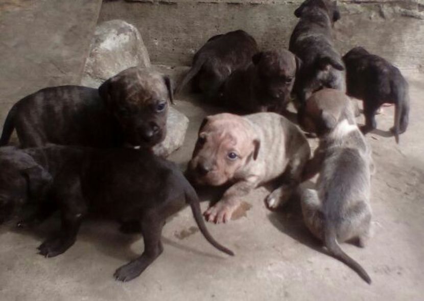  - Vand pui Amstaff Giurgiu schimb