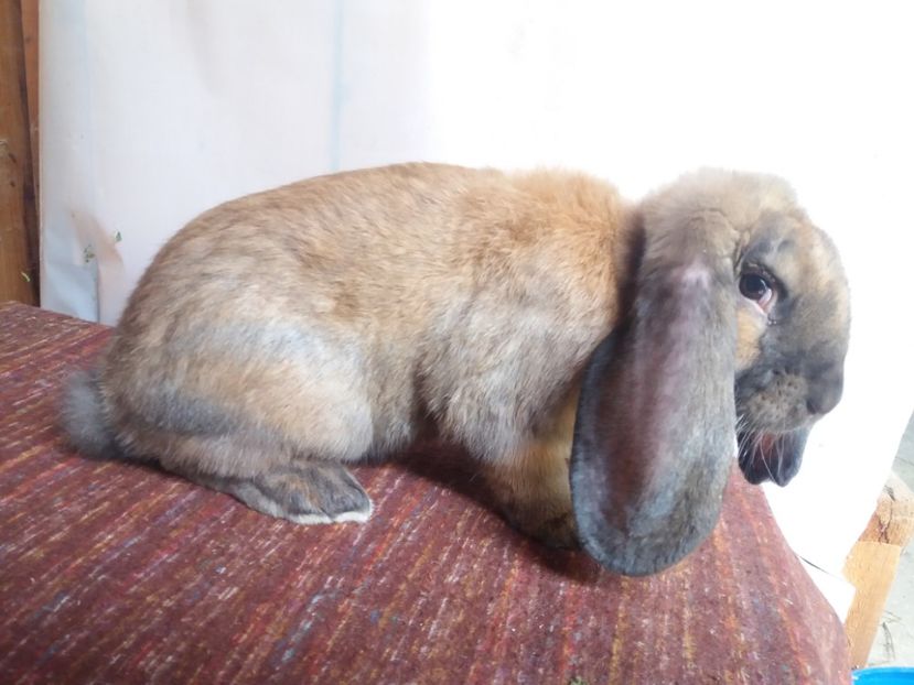 5.5 kg - DE_VANZARE_AUGUST_2018