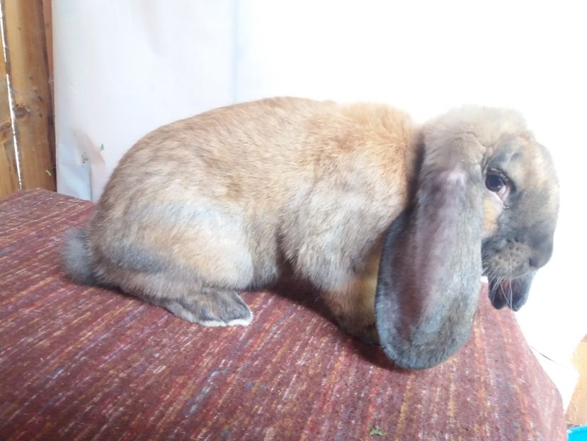 Linie thuringer - DE_VANZARE_AUGUST_2018