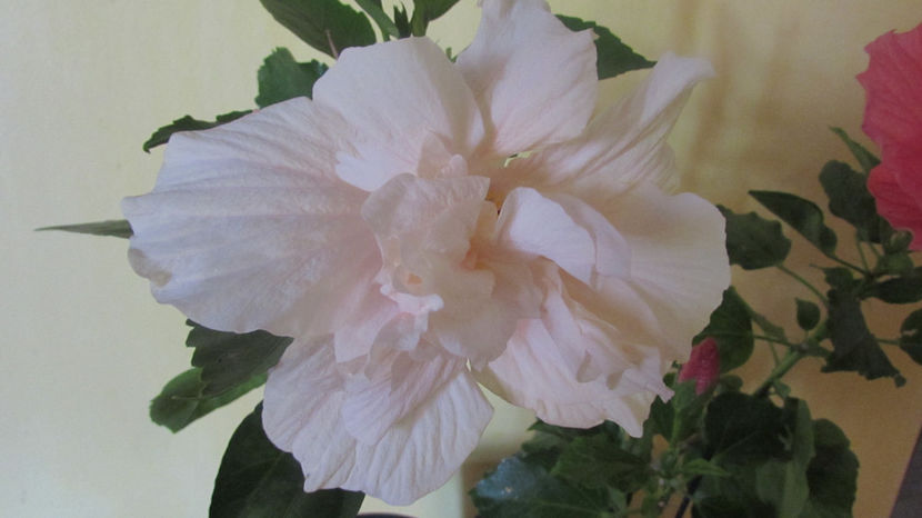  - Hibiscus 2018