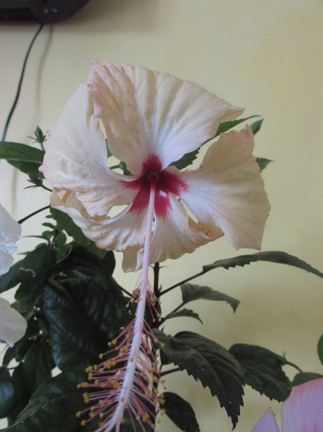 Fort de France - Hibiscus 2018