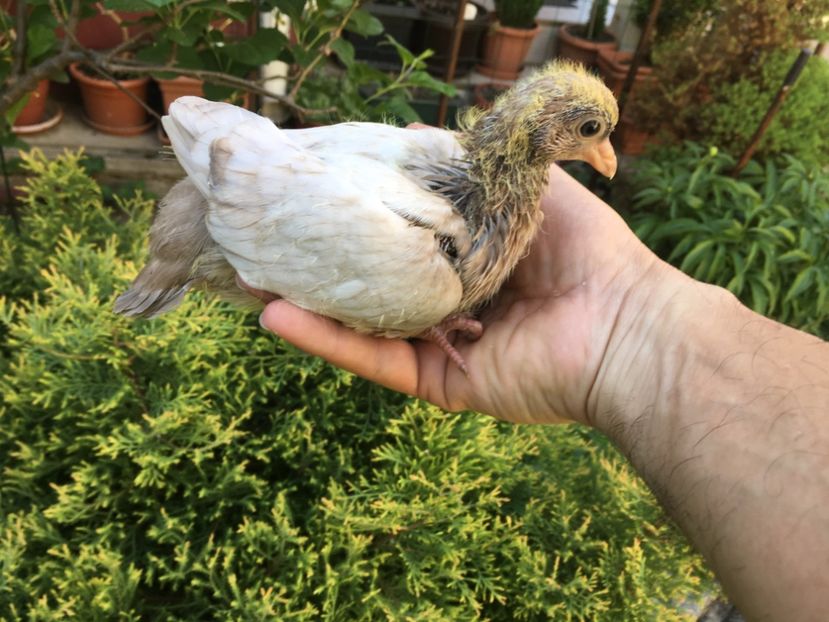 6ADFB4AA-17A0-4D22-872A-C7790E017D85 - -Orbeteni Opal