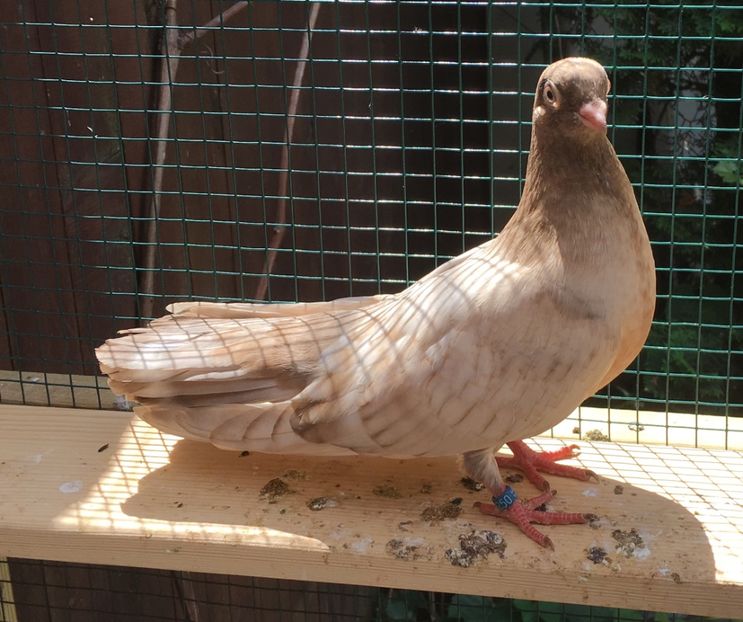 0756FB05-9EAD-4C7A-9033-4526AA43204B - -Orbeteni Opal