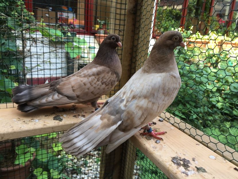 44354A94-1DE6-4258-A658-9340409E839E - -Orbeteni Opal