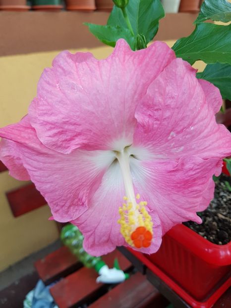  - 1-2 HIBISCUS
