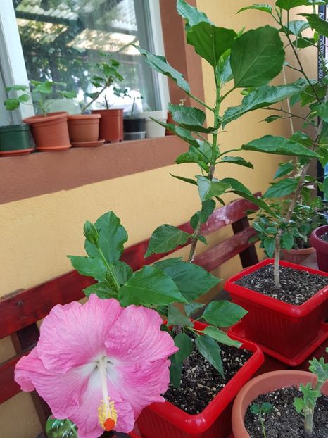 - 1-2 HIBISCUS
