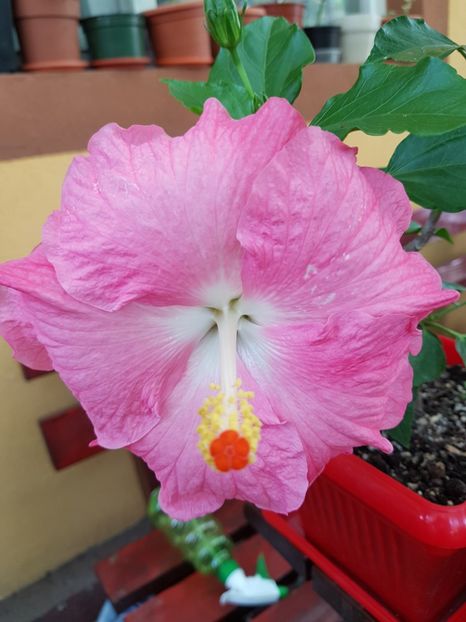  - 1-2 HIBISCUS