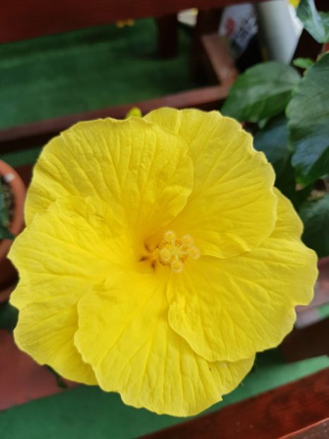  - 1-2 HIBISCUS