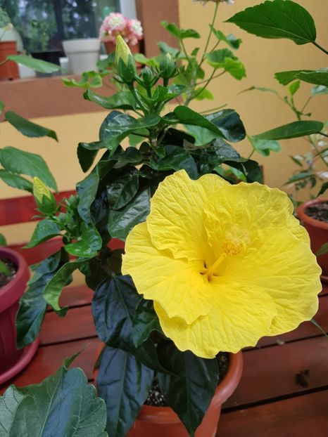  - 1-2 HIBISCUS