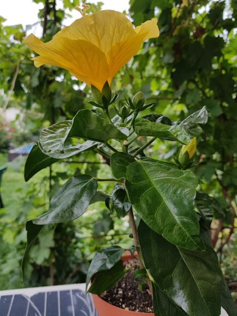  - 1-2 HIBISCUS