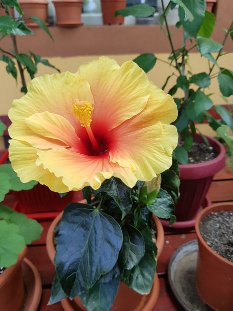  - 1-2 HIBISCUS