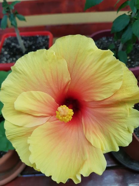  - 1-2 HIBISCUS