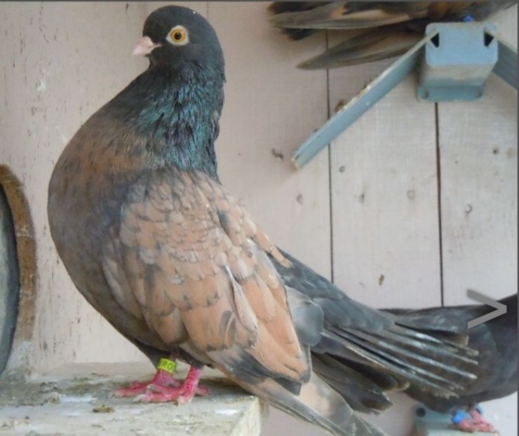 89CF5C58-23D6-459F-A642-04A3BA2DA86A - -Orbeteni Canepii