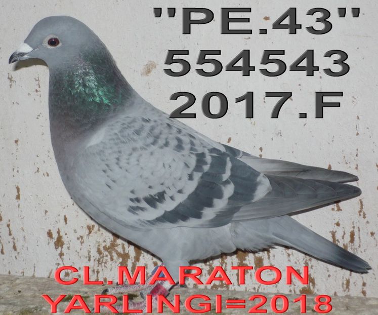 2017.554543 .F- PELE++ (2) - 2 MATCA 2019 ZBURATORI