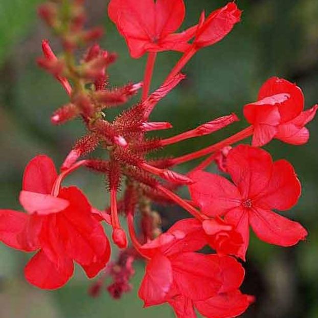 plumbago-indica-chitra-mool-500x500 - caut