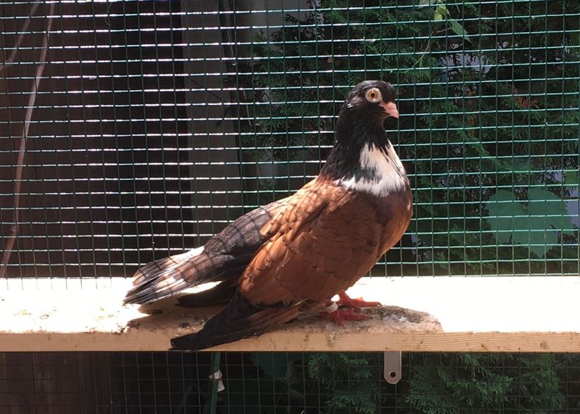 E8105228-067C-45C4-9EE9-CBC0F747A822 - -Orbeteni Sivati