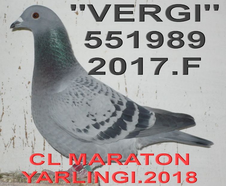 2017.551989 F VIRGIL+ - Copy - 2 MATCA 2019 ZBURATORI
