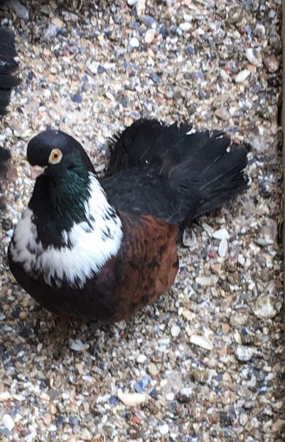 CA2A4CC4-FB20-4C70-B6B6-15CAA34BD33A - -Orbeteni Cap de Ratoi