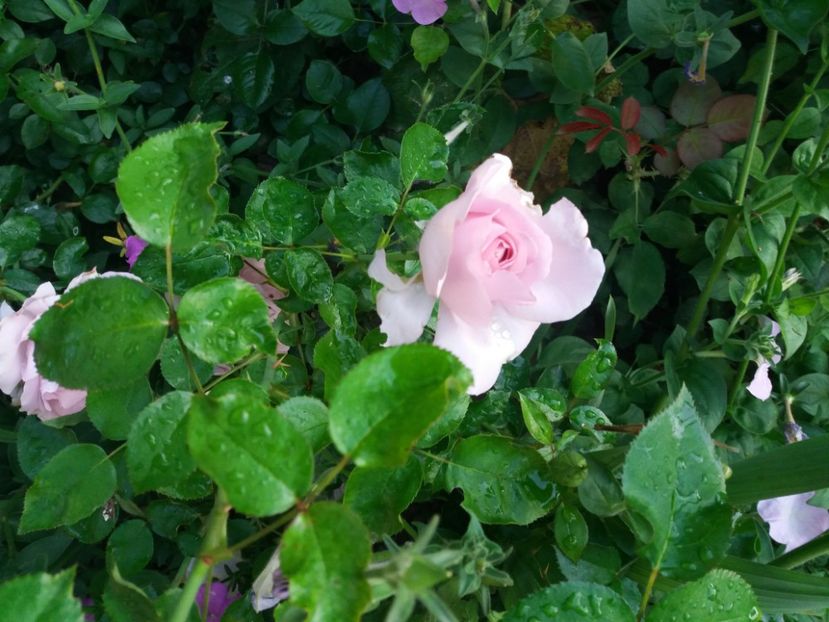 Micul print - Cuptor 2018-2019-2020