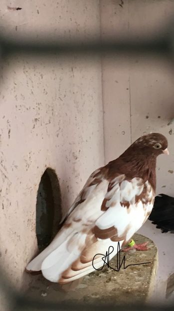 706BD030-6CB6-4D57-9820-3EC9B3D4F0B2 - -Orbeteni Florii