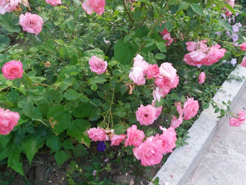 Harlequin - Cuptor 2018-2019-2020