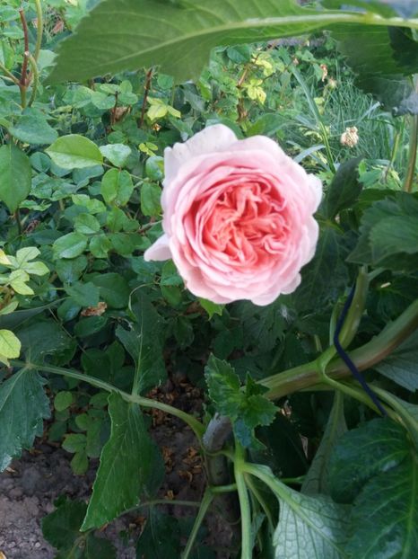 A darby - Cuptor 2018-2019-2020