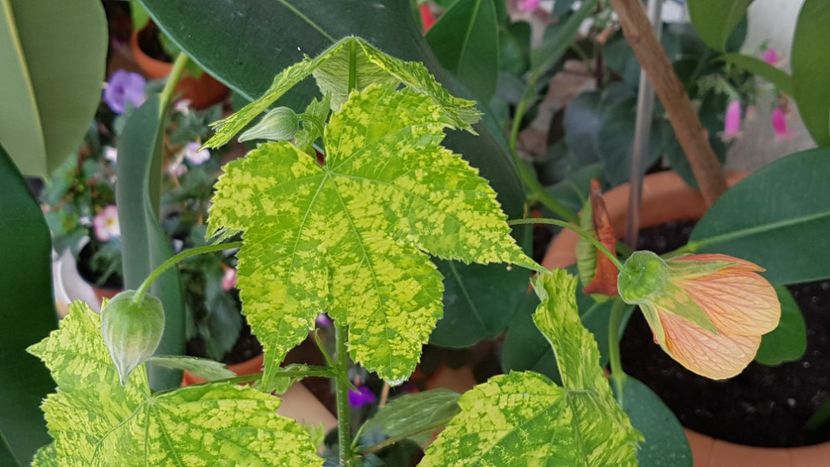 Abutilon variegat - Abutilon