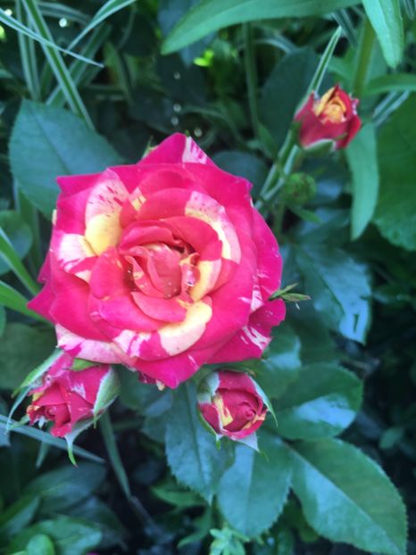 4275CA8A-16B9-4290-80D0-C1B9F8C19EB4 - Trandafiri mini