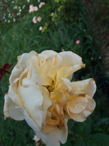 Golden elegance la inchidere - Cuptor 2018-2019-2020