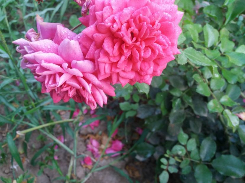 Sandra - Cuptor 2018-2019-2020