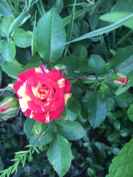 F01B1BF0-B6A1-434C-BDBF-243F871E9623 - Trandafiri mini