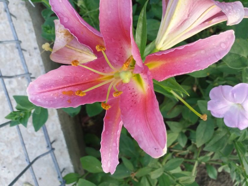  - Cuptor 2018-2019-2020