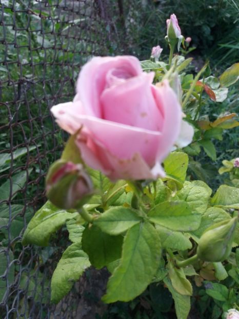  - Cuptor 2018-2019-2020