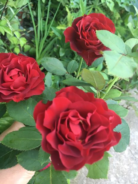 CD019D4E-7C69-4079-B9EF-3BBC38D8FCE3 - Trandafiri 2018 III