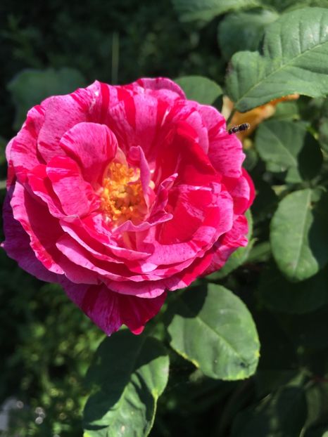 77F0F429-82EB-4D7C-AE1F-AE7952ABA622 - Trandafiri 2018 III