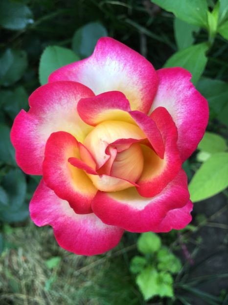 EC008D02-115E-4330-87A1-D9F20E27AA60 - Trandafiri 2018 III