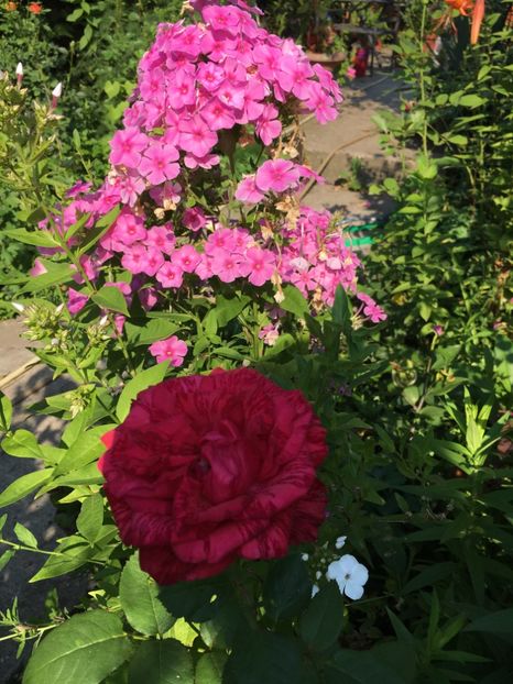 6CB66F7F-7300-43F2-B825-D6179C730880 - Trandafiri 2018 III