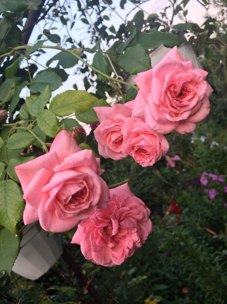 CD283723-DFE5-47F4-9CC3-0227619383CB - Trandafiri 2018 III