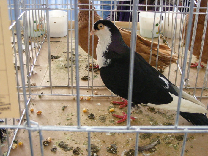 DSCF7433 - expozitzia de pasari galatzi 20-02-20010