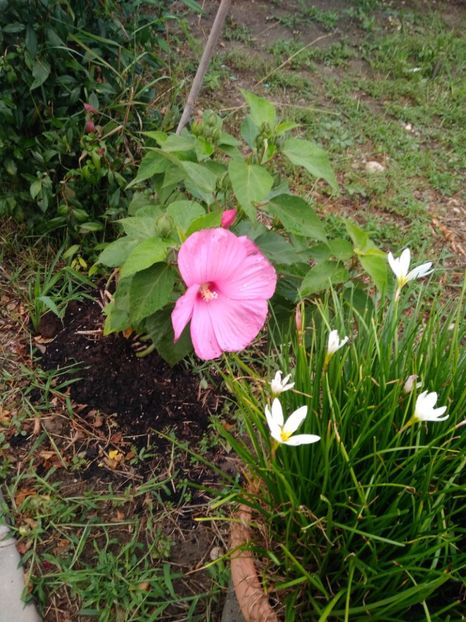 Hibiscus Moscheutos roz - FLORILE MELE