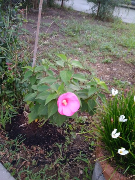  - FLORILE MELE