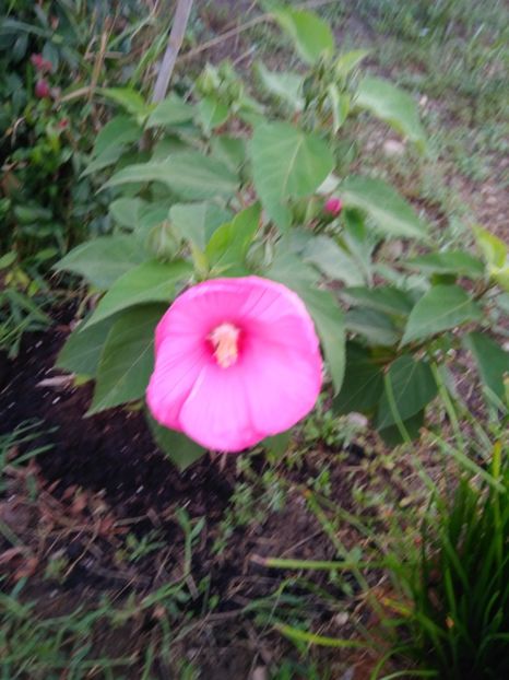  - FLORILE MELE